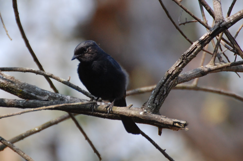 dal Sud Africa: Drongo codaquadrata (Dicrurus ludwigii)